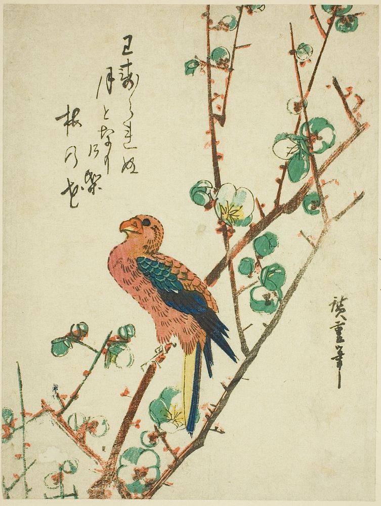 Parrot on plum tree by Utagawa Hiroshige