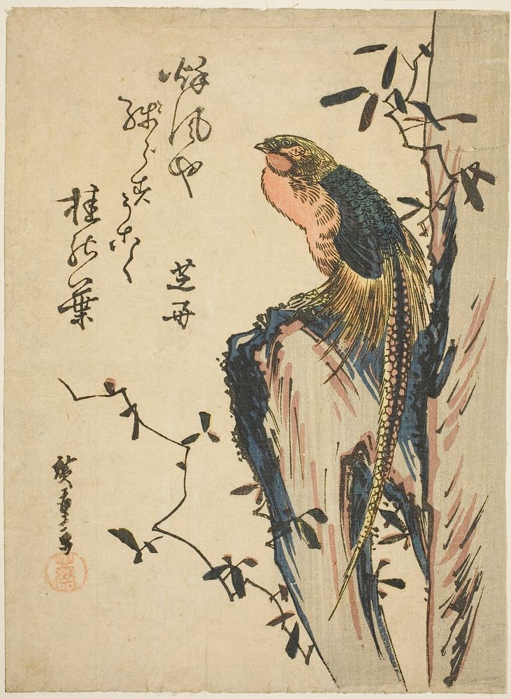 Golden pheasant by Utagawa Hiroshige