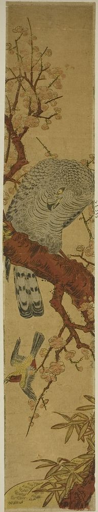 Hawk on Plum Branch Looking Down at Fleeing Bird by Isoda Koryusai