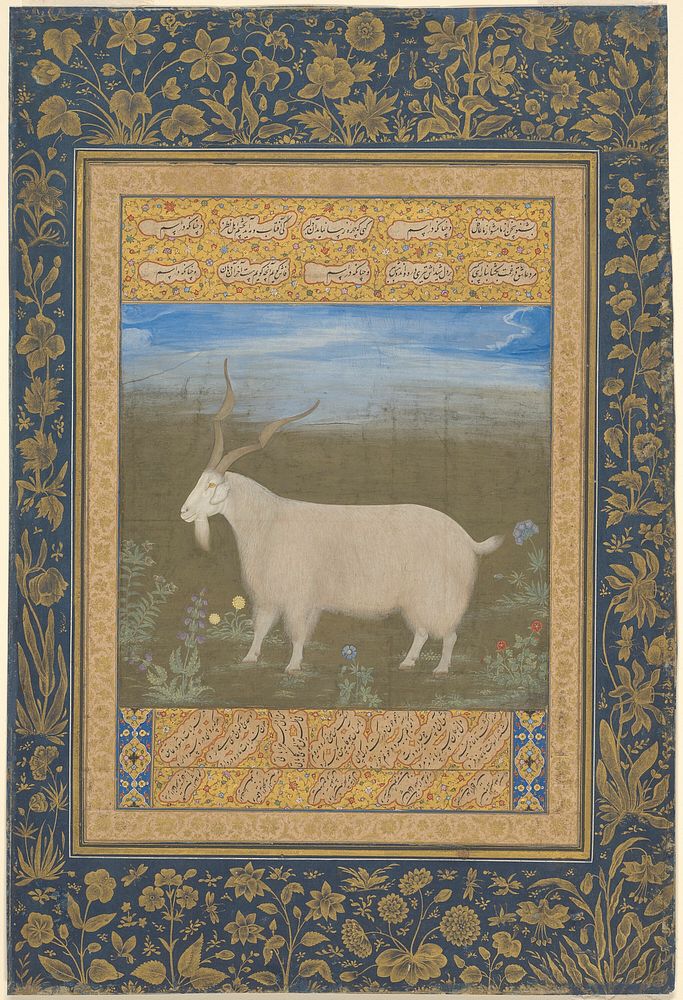 Portrait of a Ladakhi Mountain Goat