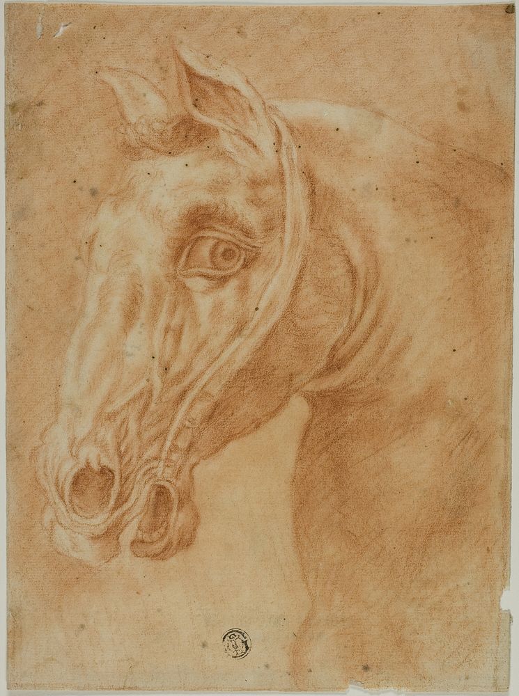 Head of a Horse by Style of Charles Parrocel