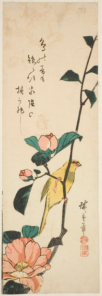 Canary and camellias by Utagawa Hiroshige