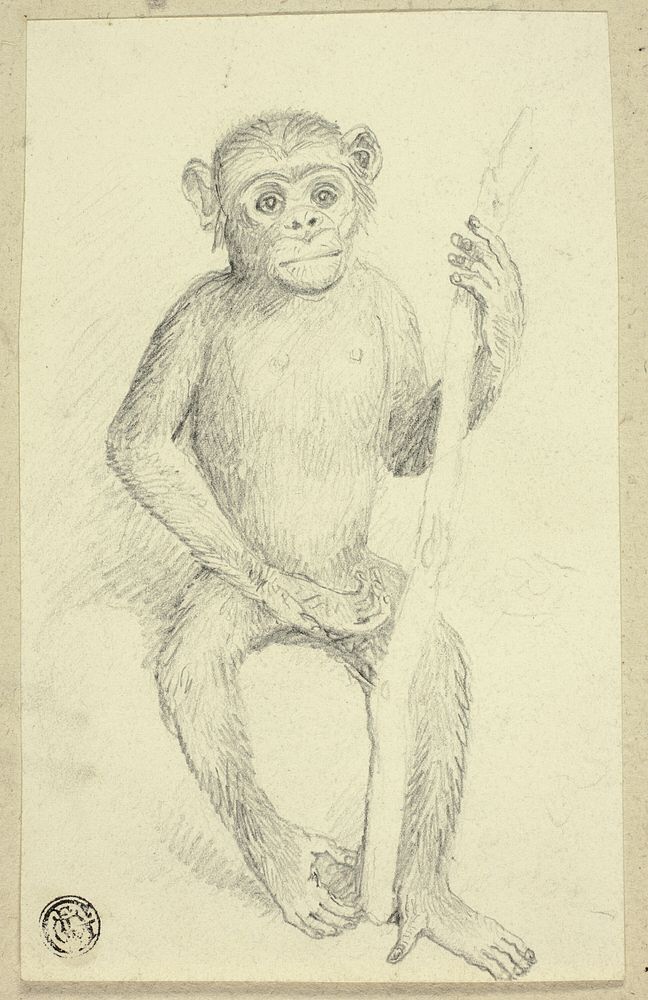 Orangutang by Edwin Henry Landseer