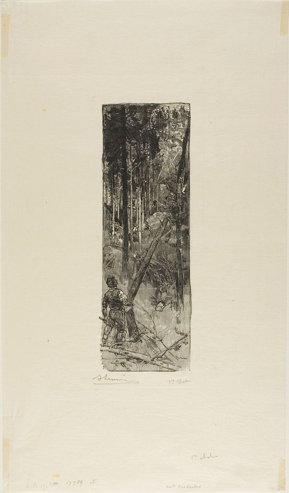 Falling Pines by Louis Auguste Lepère