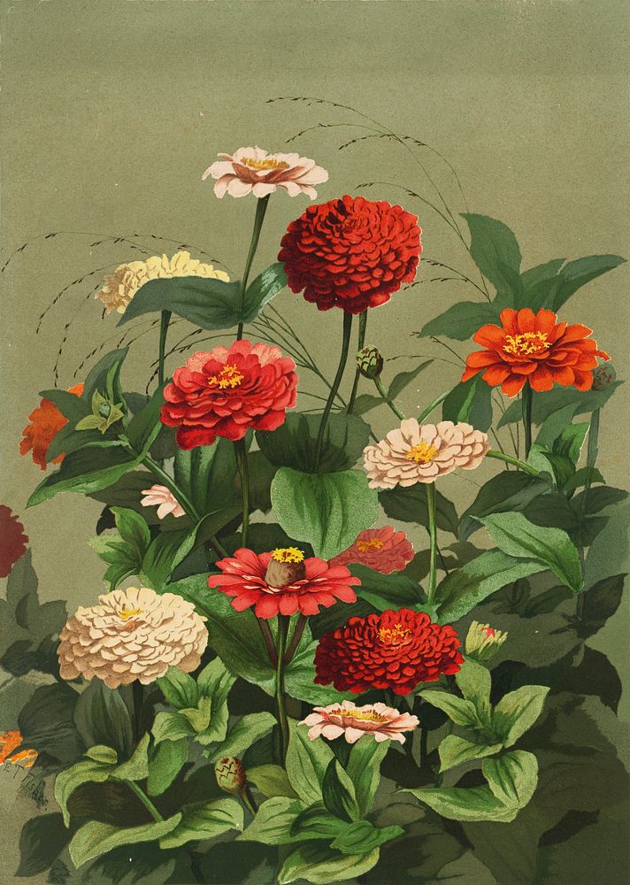 Yellow and red chrysanthemums by Ellen Thayer Fisher