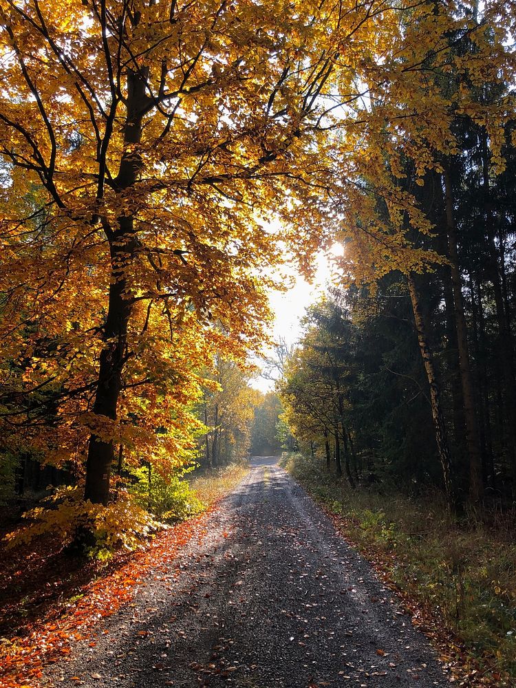 Autumn season, forest rural road.