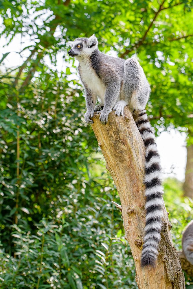 Ring-tailed lemur