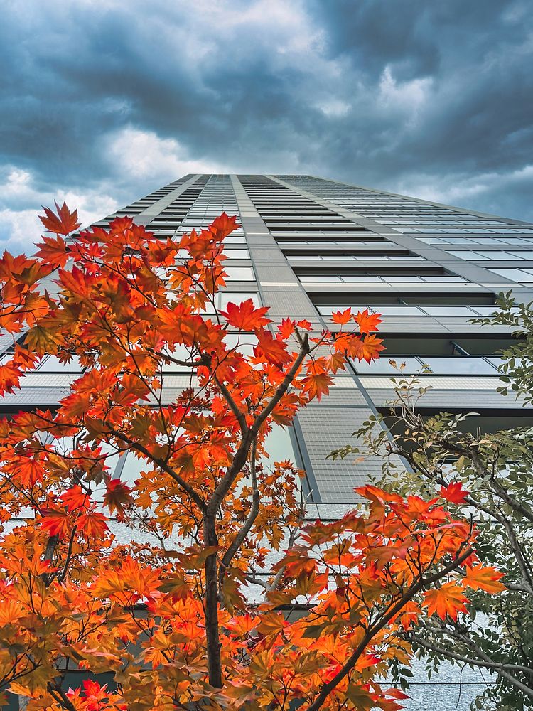 Autumn Leaves, Highrise, Tokyo, JapanLooking up past leaves turning a fiery autumn red color at a modern luxury residential…