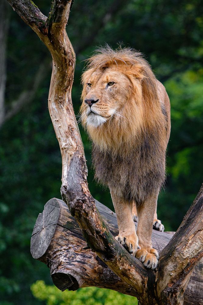 Male lion standing, carnivore wildlife.