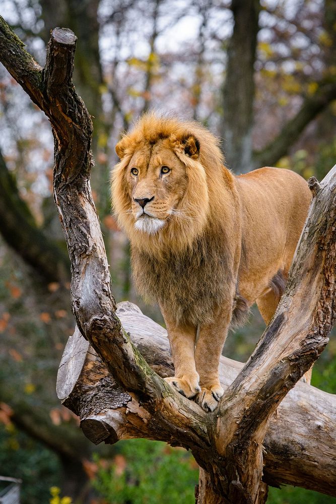 Male lion standing, carnivore wildlife.