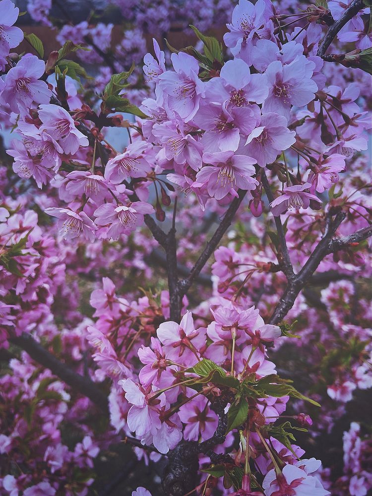 Pink Plum (Ume) blossoms, Shinobazu Pond, Ueno Park, Taito City, Tokyo, Japan.