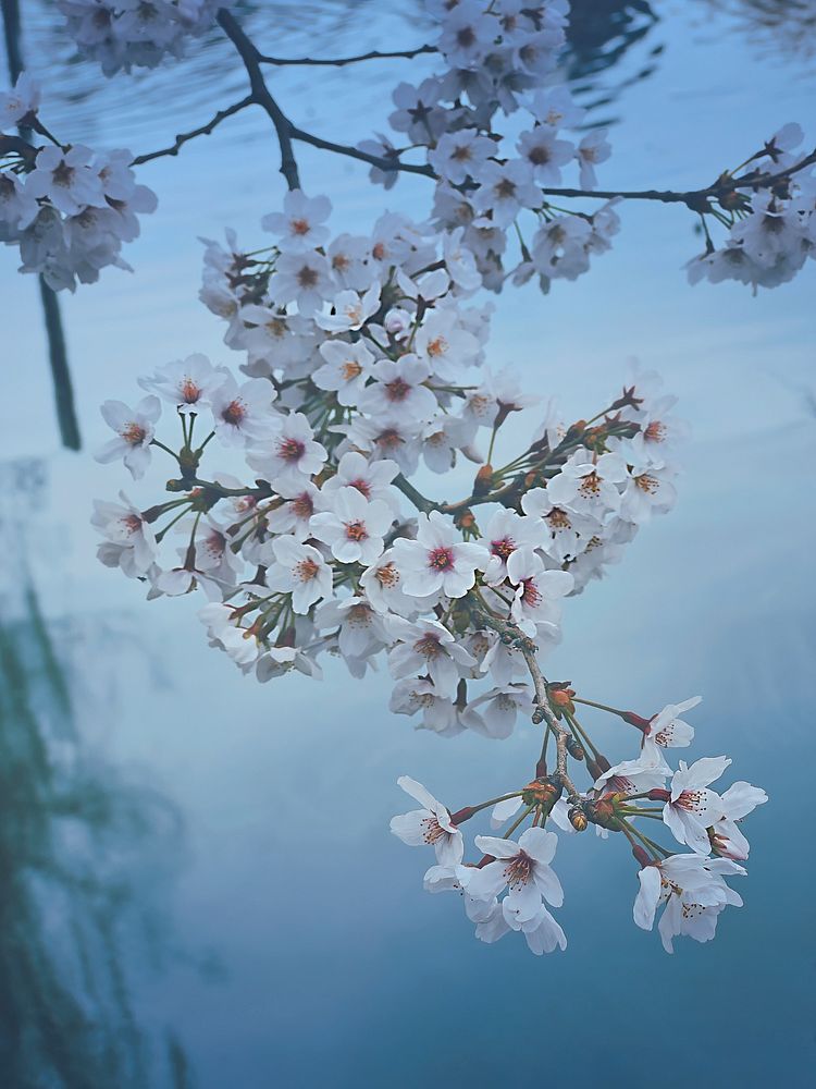Blooming Cherry Blossom (Sakura) tree branches.