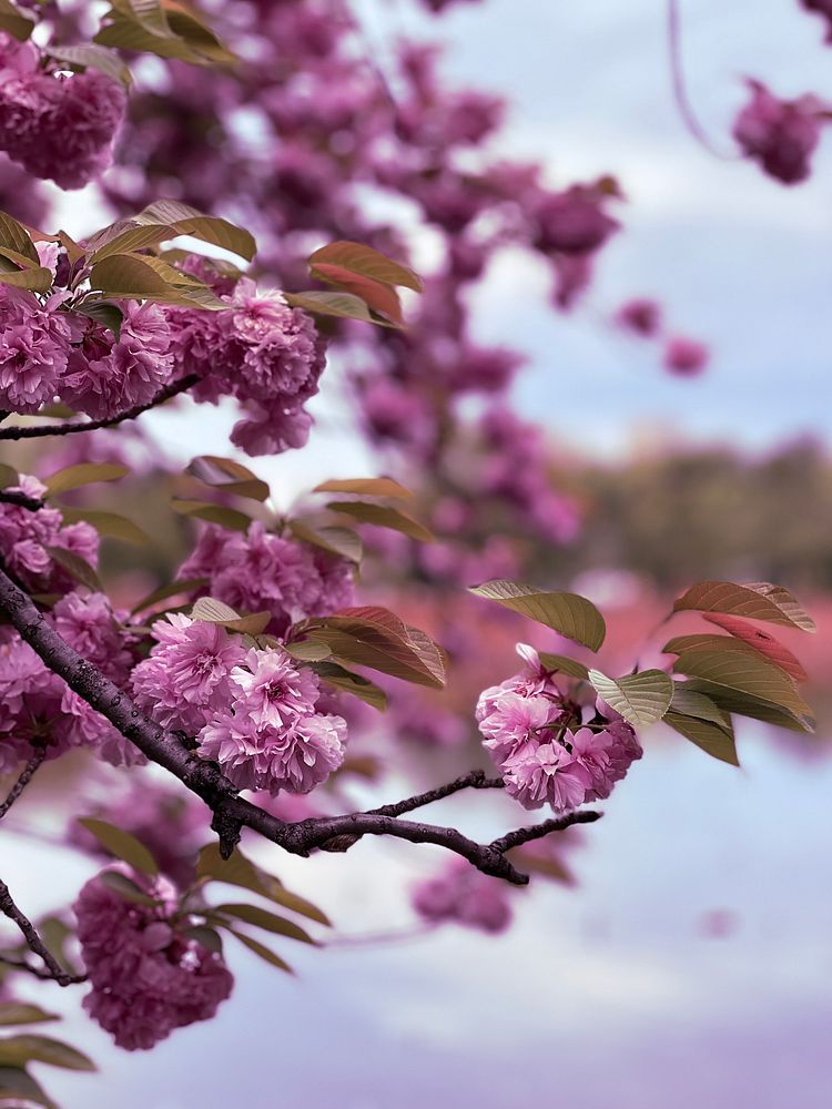 Blooming Cherry Blossom (Sakura) Tree BranchesPrunus serrulata, or Japanese cherry, is a species of cherry tree that grows…