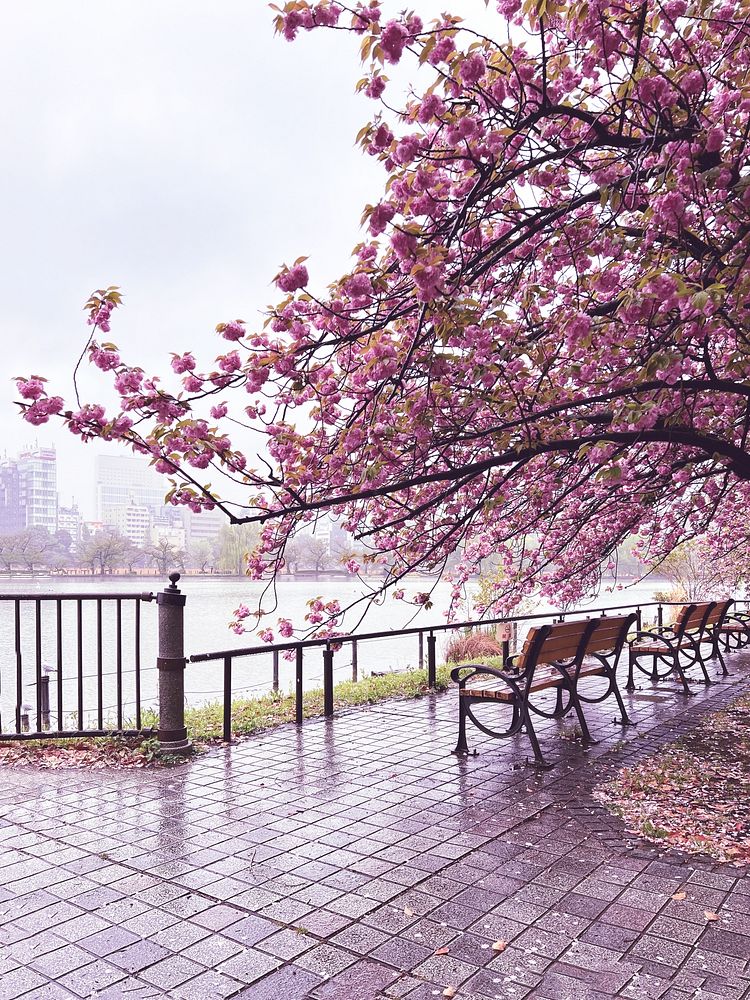 Bench Under Sakura Tree, Tokyo, JapanWooden park bench under a blooming pink sakura (cherry blossom) tree in springtime on…
