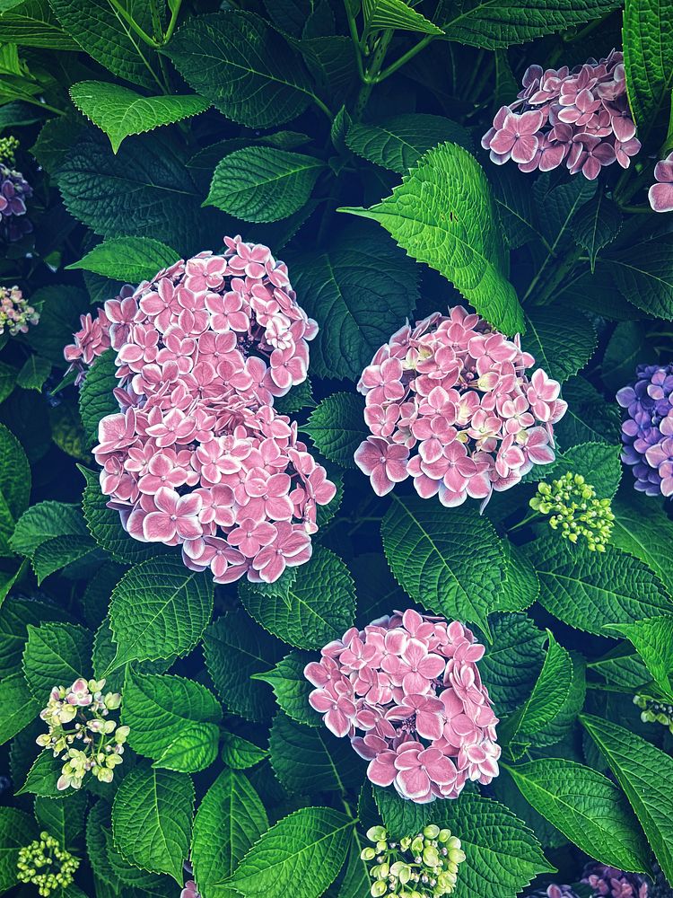 Pink Hydrangea flowers, lush blooming.