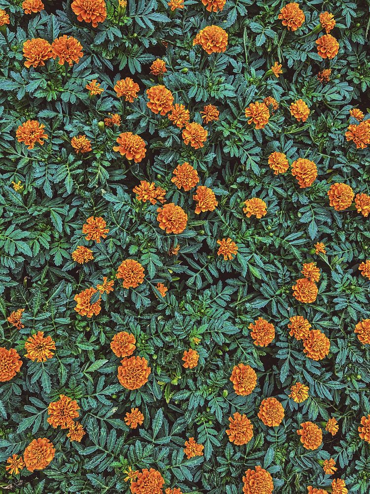 Orange summer flowers, Tokyo, Japan.
