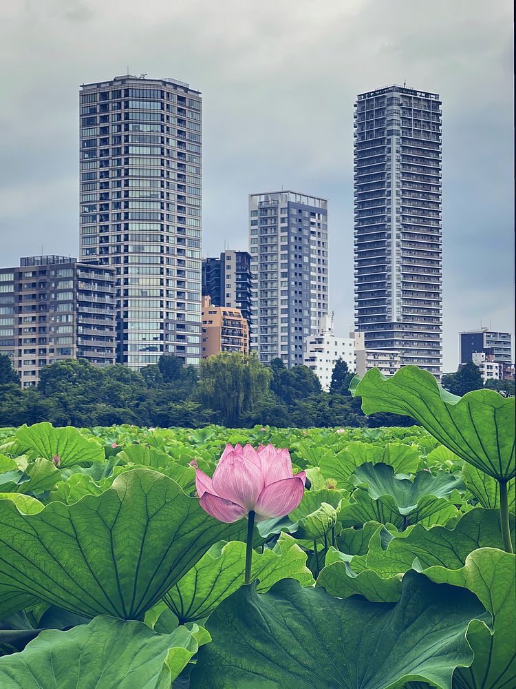 Lotus Flower, Shinobazu Pond, Tokyo, JapanA lotus plant (Nelumbo Nucifera) flower, also known as the lotus or water lily, in…