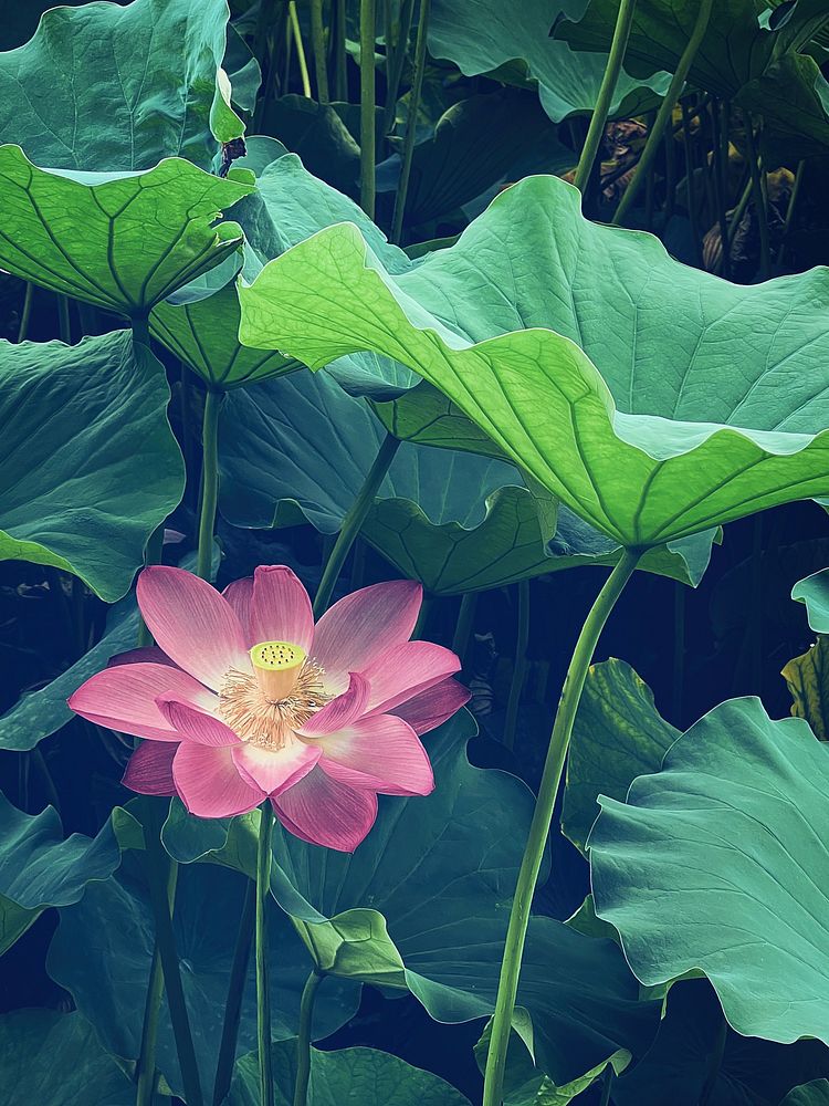 Lotus flowers, Shinobazu Pond city park, Tokyo, Japan.