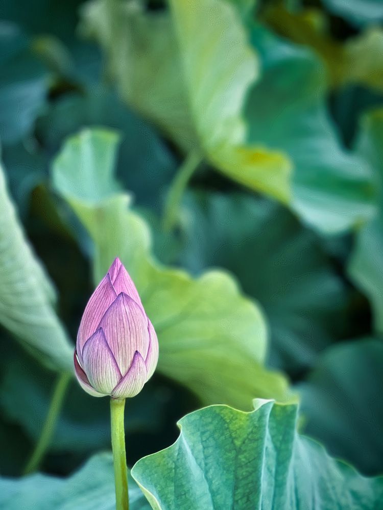 Lotus Flower Bud, Shinobazu Pond, Tokyo, JapanA lotus plant (Nelumbo Nucifera) flower bud, also known as the lotus or water…