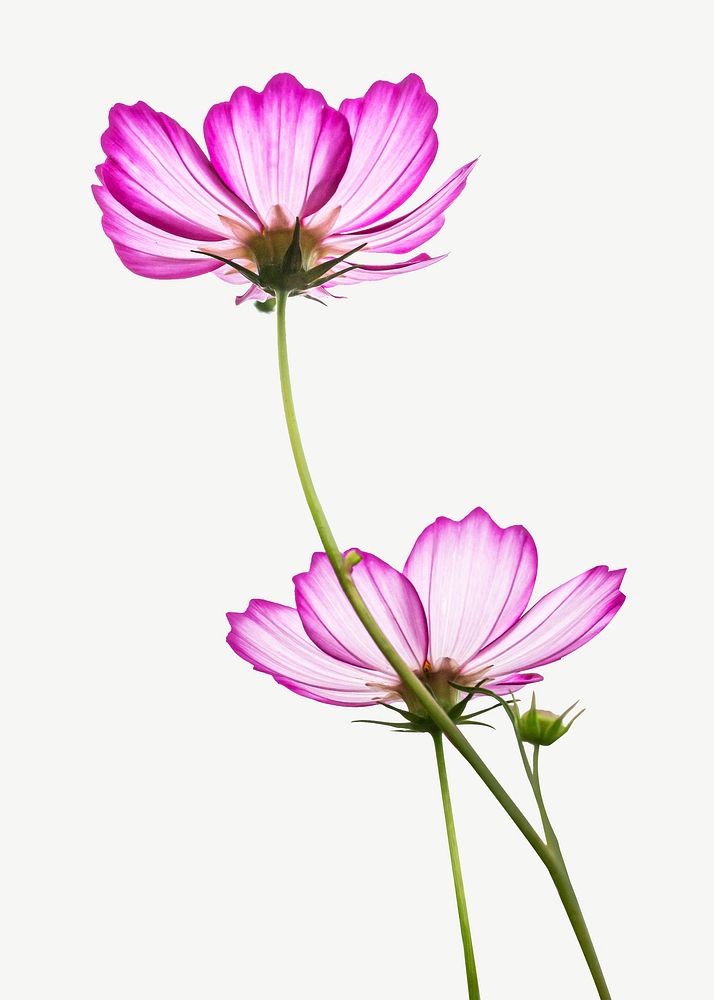 Pink cosmos flower collage element psd