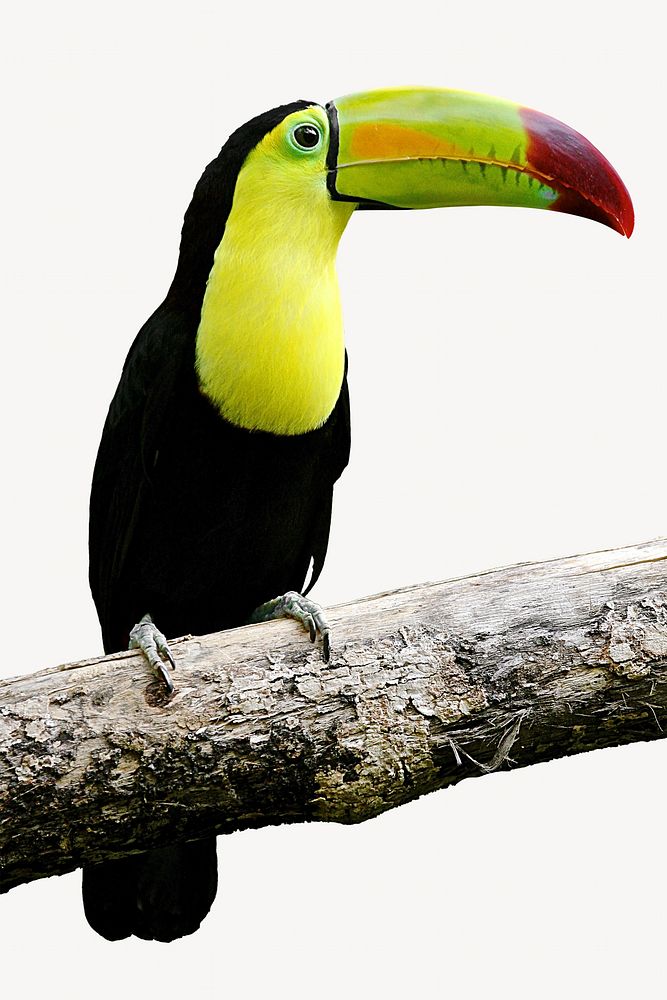 Toucan bird animal isolated design