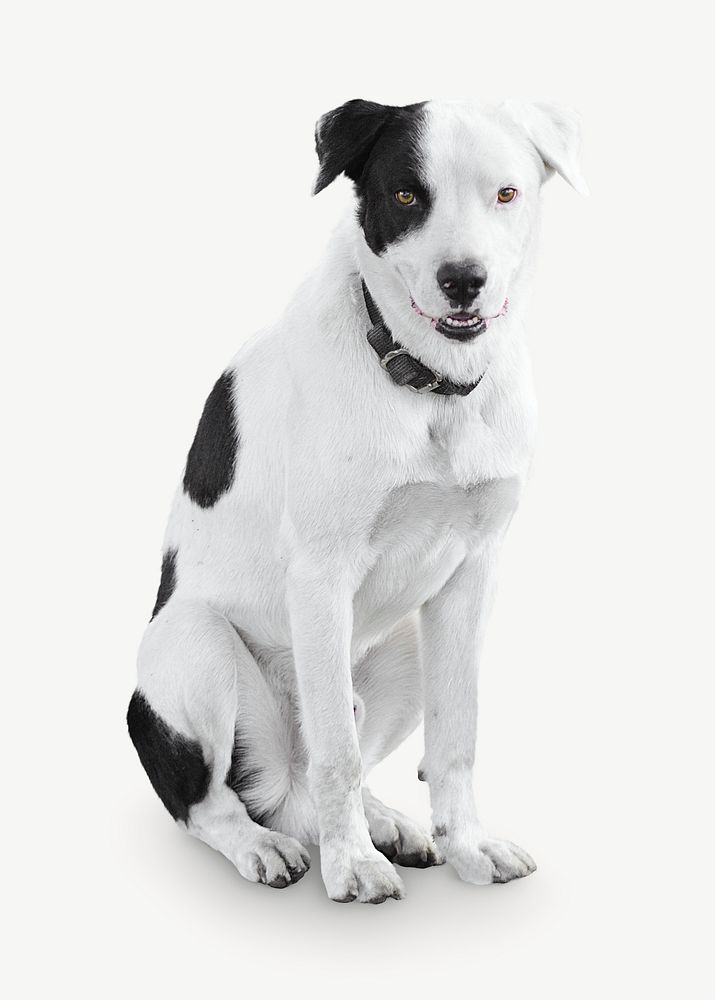 Black & white dog collage element, animal isolated image