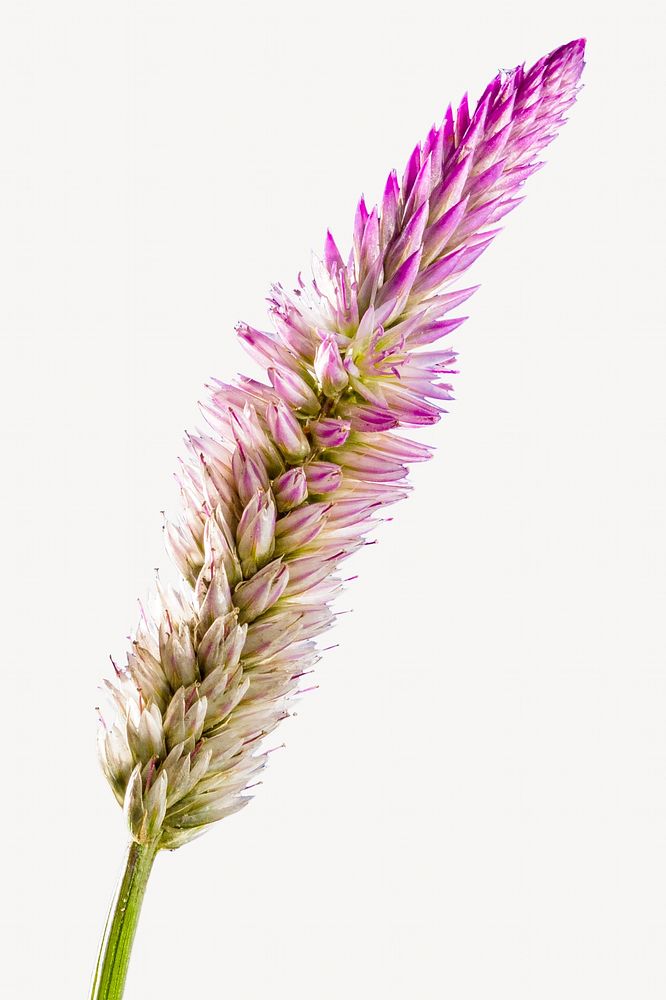 Ptilotus Exaltatus flower collage element, isolated image