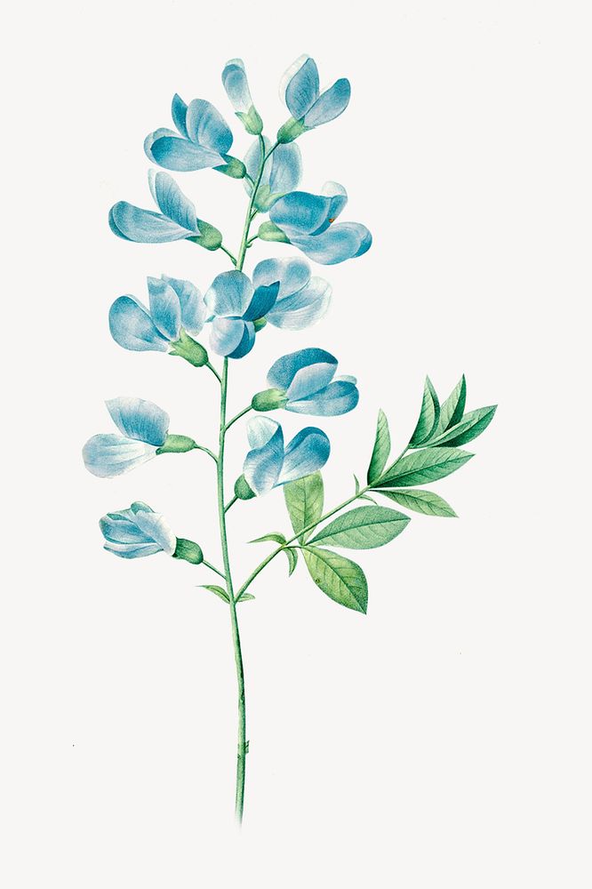 Vintage blue sweet pea flower illustration by Pierre Joseph Redouté. Remixed by rawpixel.