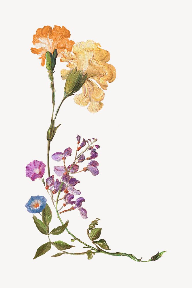 Vintage flowers illustration by Pierre Joseph Redouté. Remixed by rawpixel.