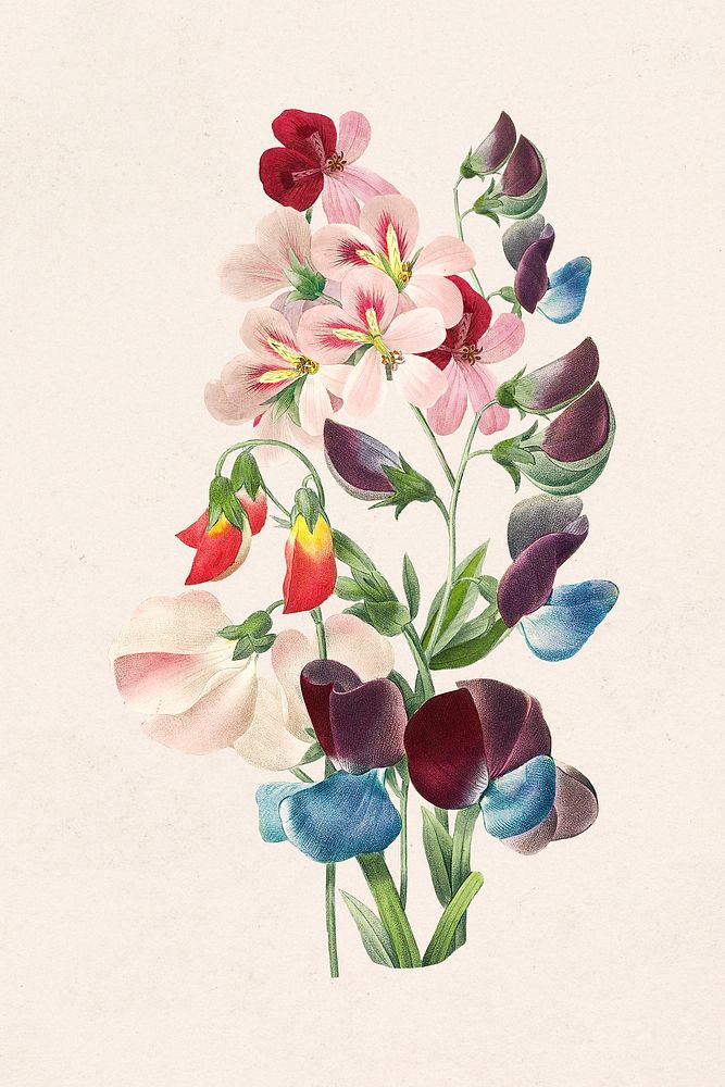 Vintage sweet pea flower illustration, painting by Pierre Joseph Redout&eacute; psd. Remixed by rawpixel.