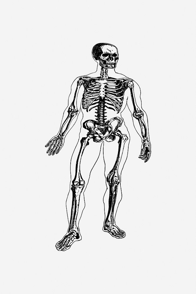 Human skeleton clip  art. Free public domain CC0 image. 