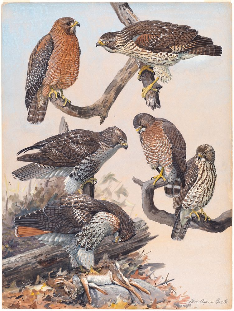             Plate 40: Red-shouldered Hawk, Red-tailed Hawk, Broad-winged Hawk           by Louis Agassiz Fuertes