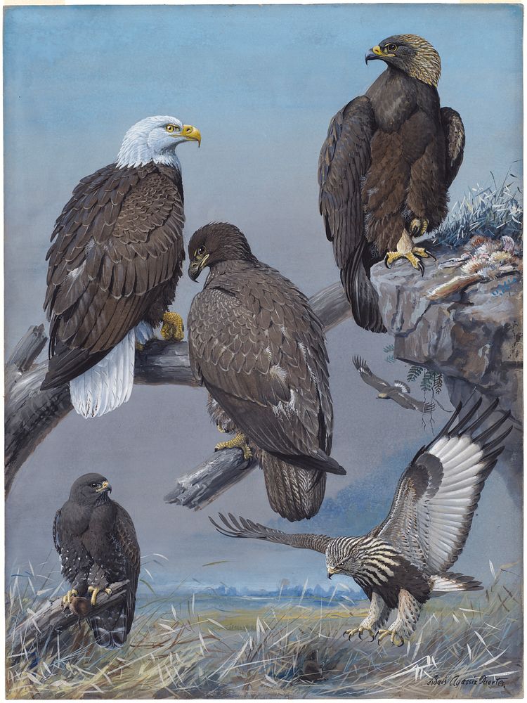             Plate 41: Bald Eagle, Golden Eagle, Rough-legged Hawk           by Louis Agassiz Fuertes