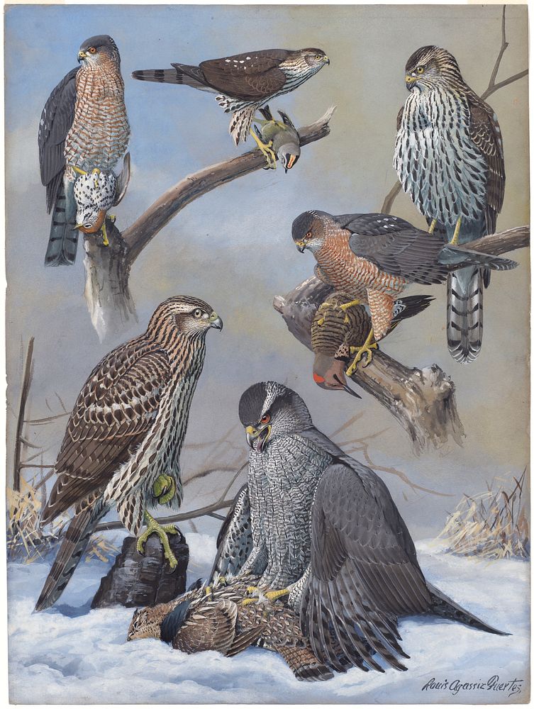             Plate 39: Shart-shinned Hawk, Cooper's Hawk, Goshawk           by Louis Agassiz Fuertes