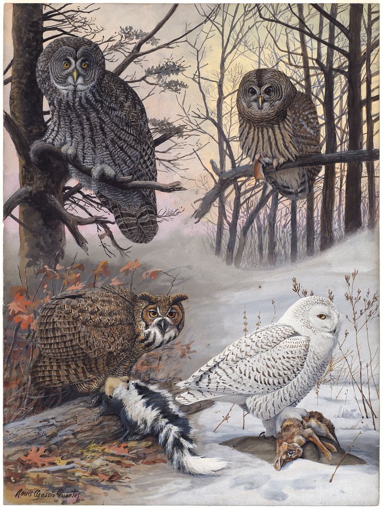             Plate 46: Great Gray Owl, Barred Owl, Great Howned Owl, Snowy Owl           by Louis Agassiz Fuertes
