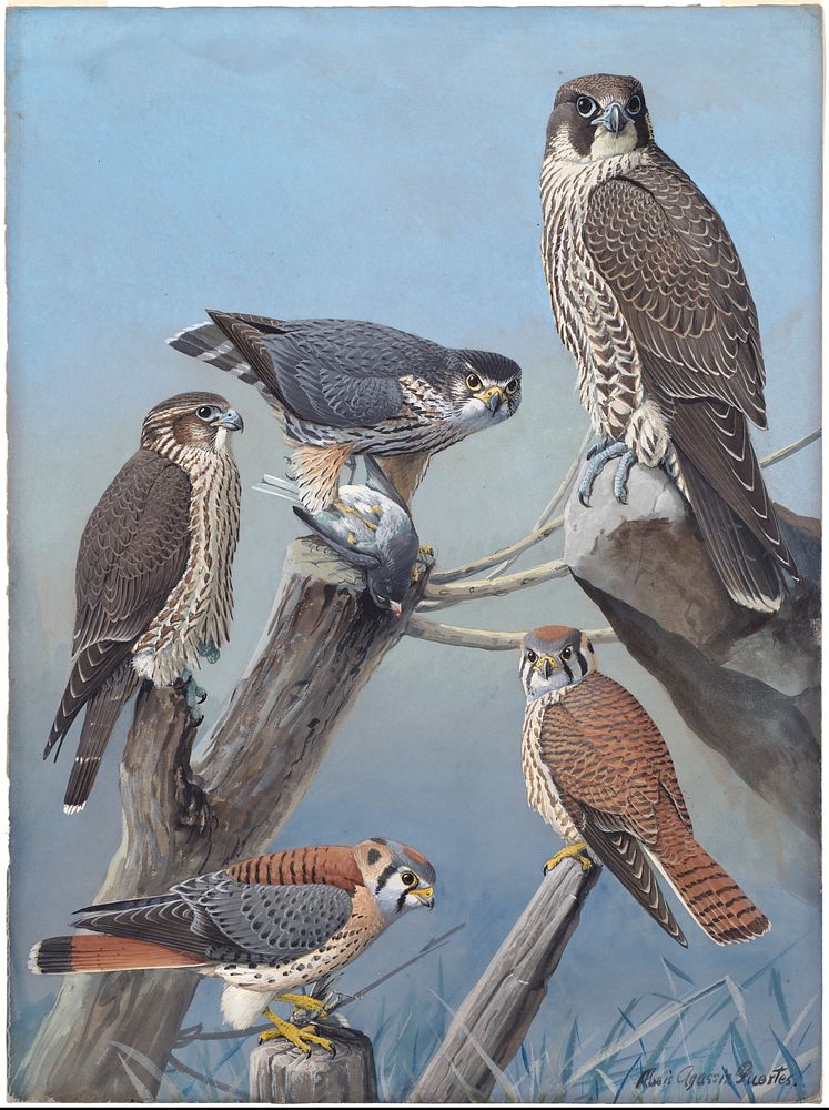             Plate 44: Pigeon Hawk, Duck Hawk, Sparrow Hawk           by Louis Agassiz Fuertes