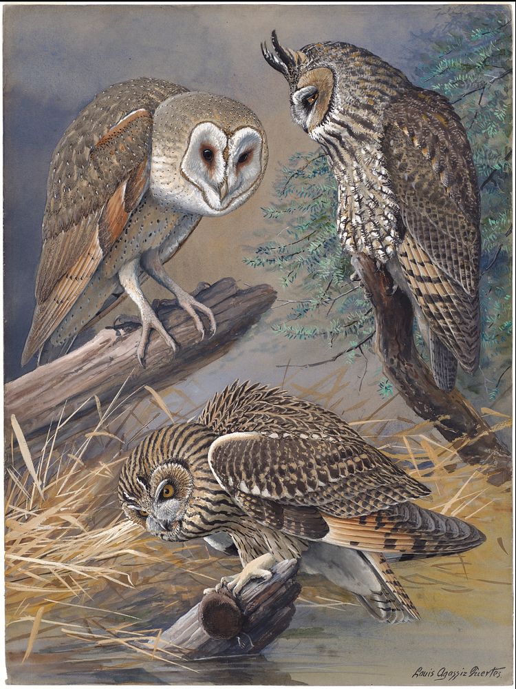             Plate 45: Barn Owl, Long-eared Owl, Short-eared Owl           by Louis Agassiz Fuertes