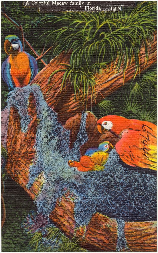             A colorful Macaw family in Florida          
