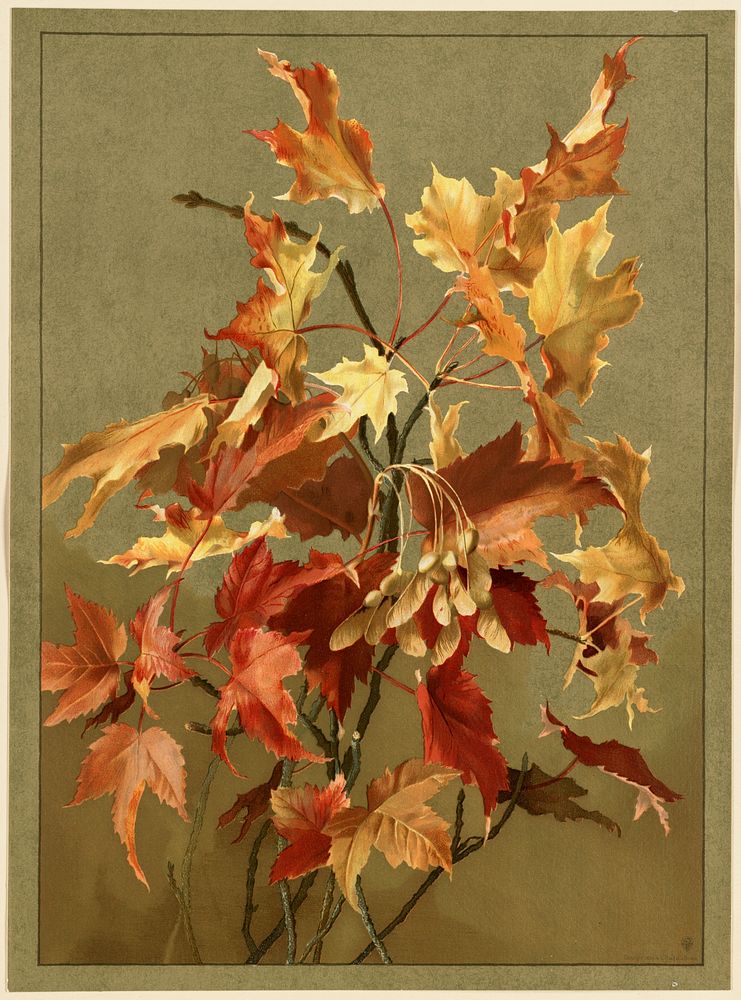             Autumn leaves, no. 2 (maple)           by Ellen Thayer Fisher