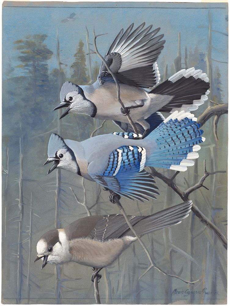             Plate 58: Blue Jay, Canada Jay           by Louis Agassiz Fuertes