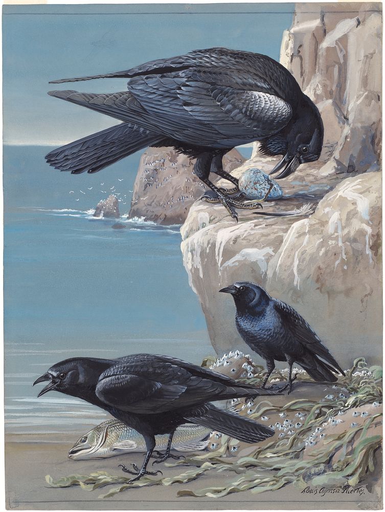             Plate 59: Northern Raven, Fish Crow, Crow           by Louis Agassiz Fuertes