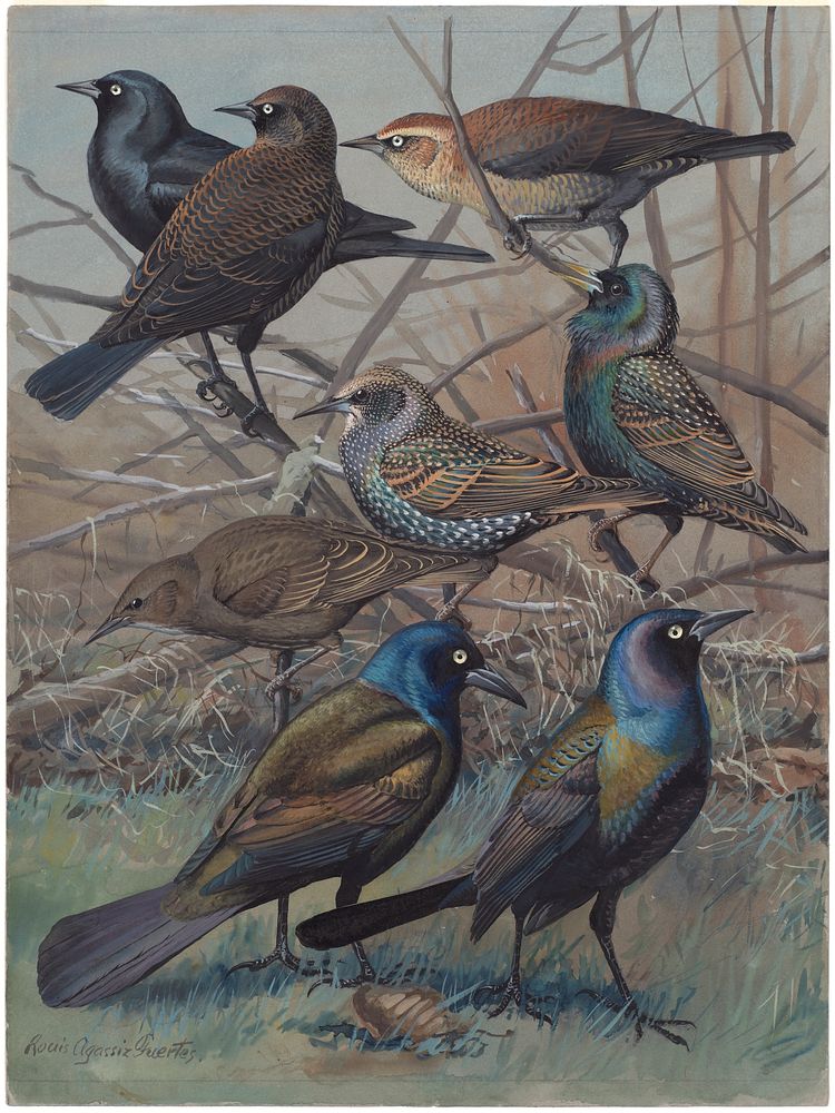             Plate 62: Rusty Blackbird, Starling, Purple Grackle, Bronzed Grackle           by Louis Agassiz Fuertes