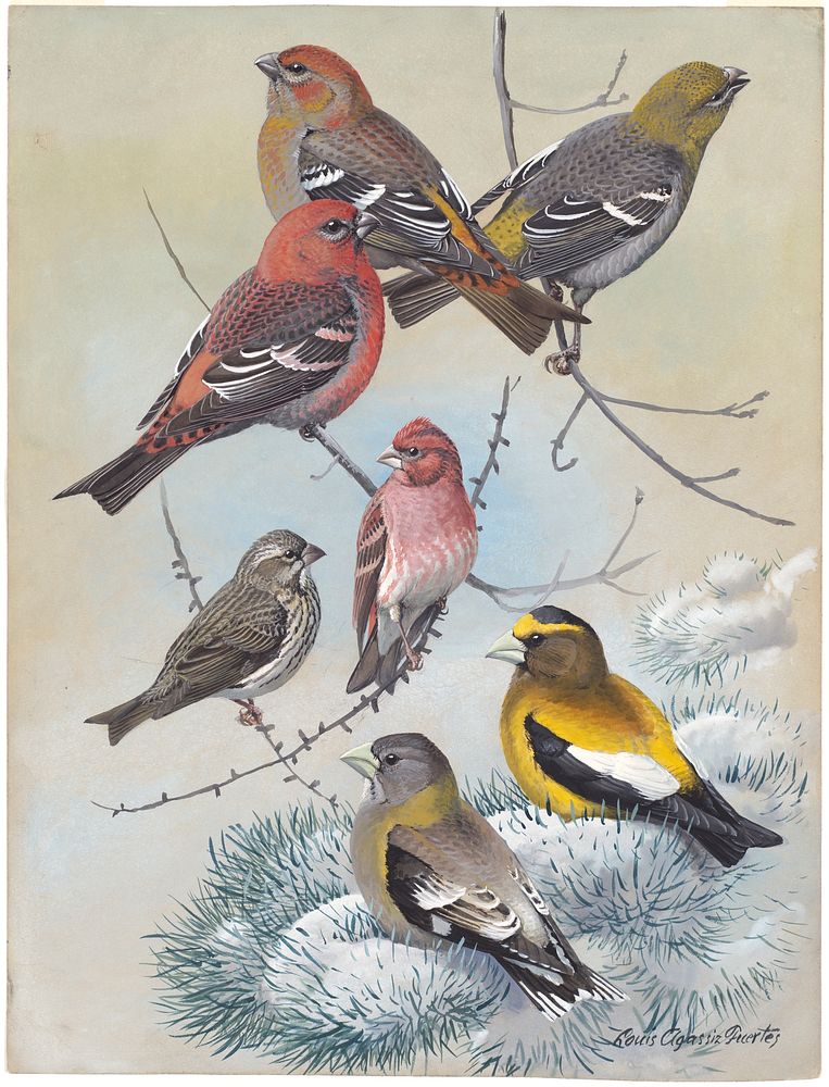             Plate 63: Pine Grosbeak, Purple Finch, Evening Grosbeak           by Louis Agassiz Fuertes