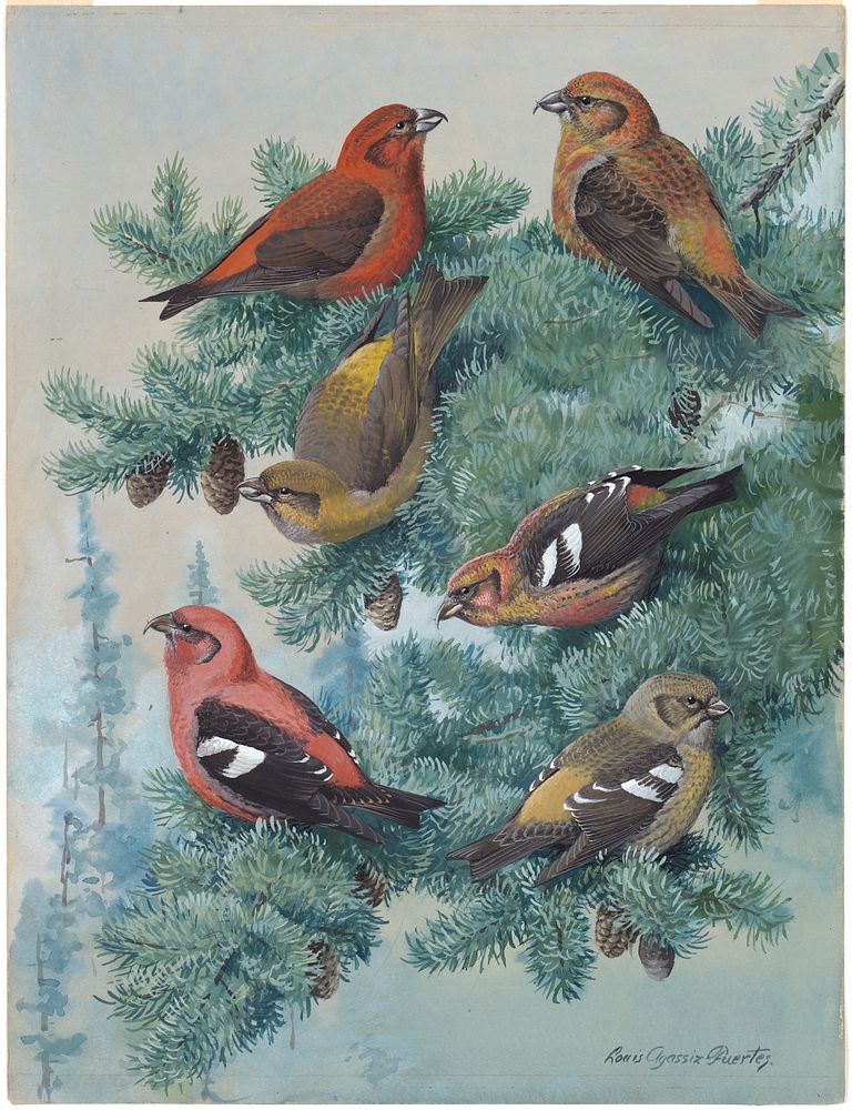            Plate 64: Crossbill, White-winged Crossbill           by Louis Agassiz Fuertes
