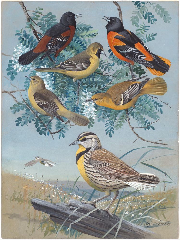             Plate 61: Orchard Oriole, Baltimore Oriole, Meadowlark           by Louis Agassiz Fuertes