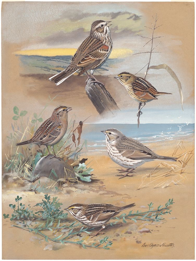             Plate 68: Vesper Sparrow, Henslow's Sparrow, Grasshopper Sparrow, Ispwich Sparrow, Savannah Sparrow           by…