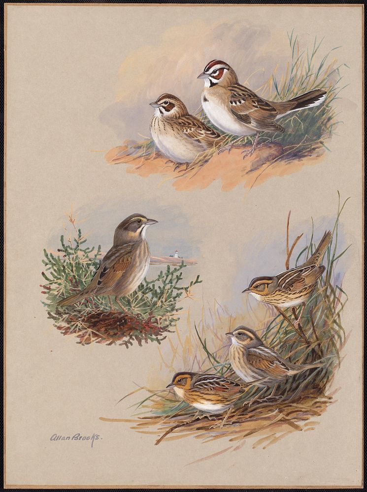             Plate 69: Lark Sparrow, Seaside Sparrow, Sharp-tailed Sparrow, Acadian Sharp-tailed Sparrow, Nelson's Sparrow   …