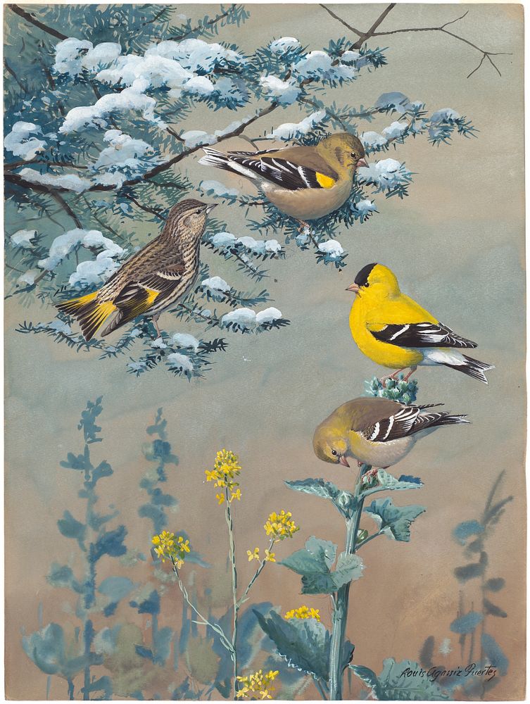             Plate 66: Pine Siskin, Goldfinch           by Louis Agassiz Fuertes