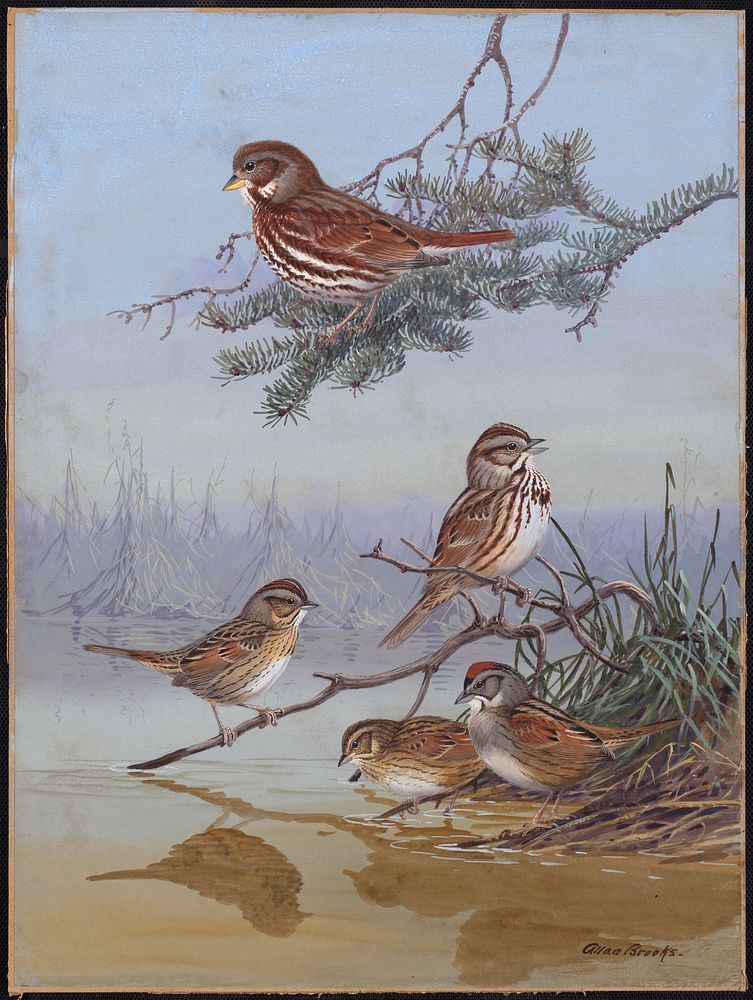             Plate 72: Fox Sparrow, Song Sparrow, Lincoln's Sparrow, Swamp Sparrow           by Allan Brooks