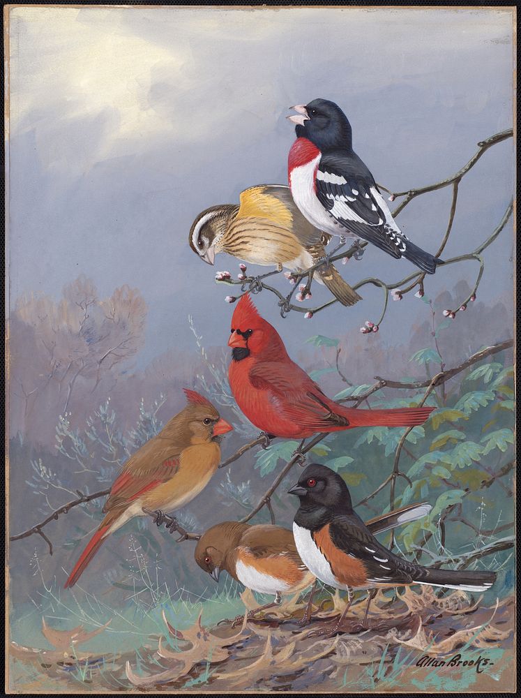             Plate 73: Rose-breased Grosbeak, Cardinal, Towbee           by Allan Brooks